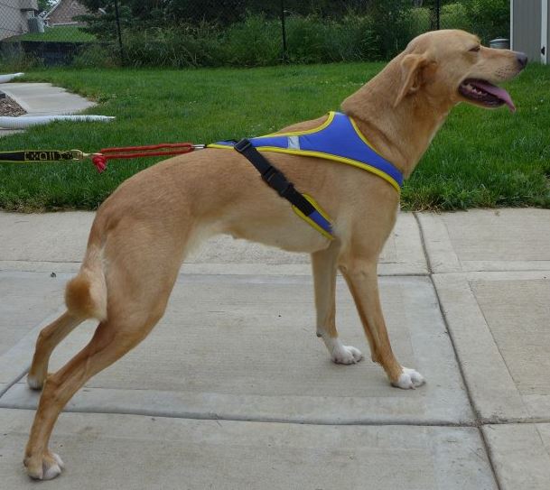 Tough Skin Dog Harness - side